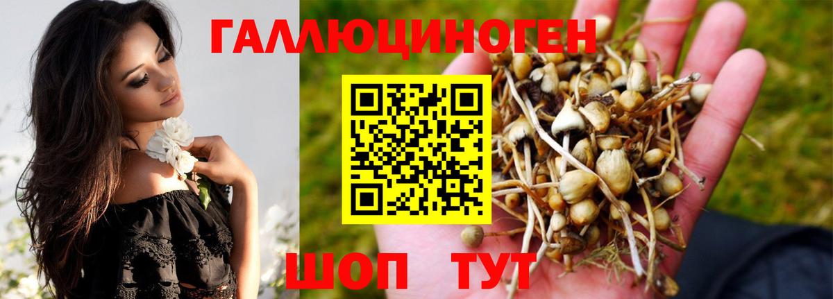 Галлюциногенные грибы Psilocybe Богданович
